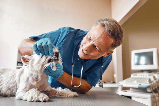Best Emergency Dental Services Near Me  in Palm River Clair Mel, FL